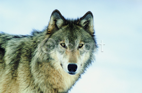 사람없음 JPG 포토 해외이미지 검은색 나무 내추럴 늑대 동물 야생동물 야외 자연 컬러풀 큼 털 풍경(경치) 한마리 해외202004