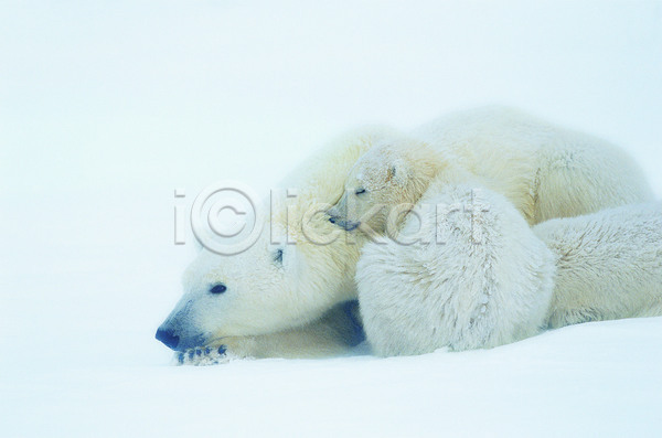 사람없음 JPG 포토 해외이미지 곰 나무 내추럴 동물 두마리 북극곰 새끼 설원 숫자 야생동물 야외 자연 털 풍경(경치) 해외202004