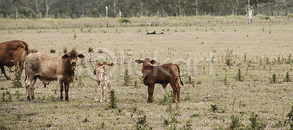 사람없음 JPG 포토 해외이미지 구름 농경지 농업 농장 동물 방목 밭 백그라운드 소 소고기 시골 찰과상 초록색 초원 포유류 해외202004 해외포토 흰색
