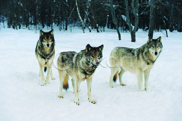 사람없음 JPG 포토 해외이미지 검은색 겨울 나무 내추럴 늑대 동물 세마리 숲 야생동물 야외 자연 풍경(경치) 해외202004