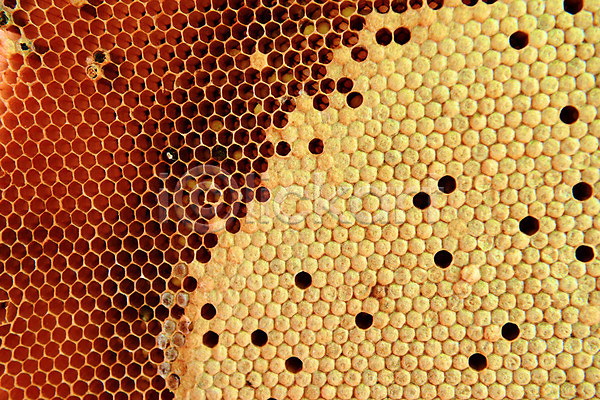 아이디어 효율 사람없음 JPG 포토 해외이미지 곤충 꿀 동물 백그라운드 벌(곤충) 벌집 세포 애벌레 여름(계절) 왁스 육각형 음식 자연 작업 직업 해외202004