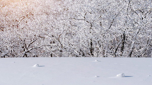 추위 사람없음 JPG 포토 해외이미지 겨울 공원 나무 날씨 눈내림 닫기 맑음 묘사 백그라운드 벽지 사찰 산 서울 숲 안개 언덕 얼음 요정 이야기 자연 전국 태양 풍경(경치) 하늘 한국 해외202004