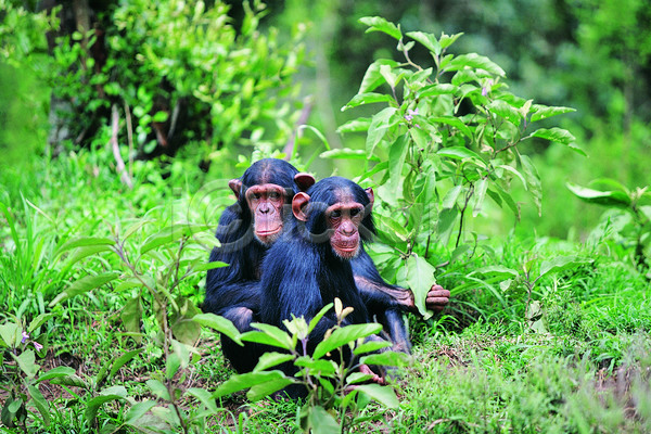 사람없음 JPG 포토 해외이미지 검은색 나무 내추럴 동물 두마리 사파리 숫자 숲 아프리카 야생동물 원숭이 자연 초록색 컬러풀 풍경(경치) 해외202004