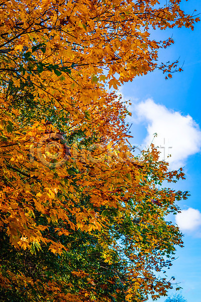 건조 화목 사람없음 JPG 포토 해외이미지 가을(계절) 구름(자연) 나무 식물 야외 잎 자연 풍경(경치) 하늘 해외202004