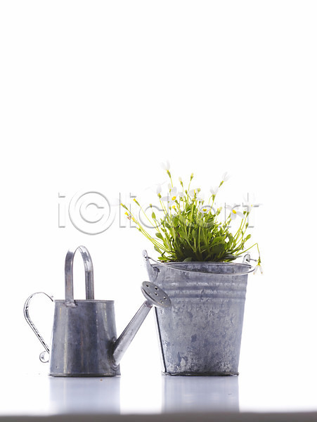 사람없음 JPG 포토 꽃 누끼 물뿌리개 생활용품 스튜디오촬영 식물 양철통 여러송이 오브젝트 인테리어 화분 흰색