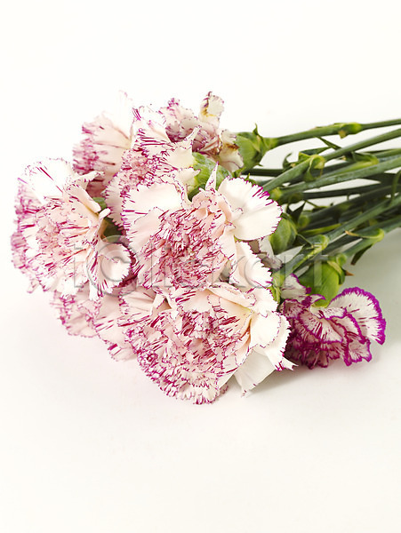 감사 사람없음 JPG 포토 기념 꽃 꽃다발 봄 선물 스튜디오촬영 식물 여러송이 카네이션