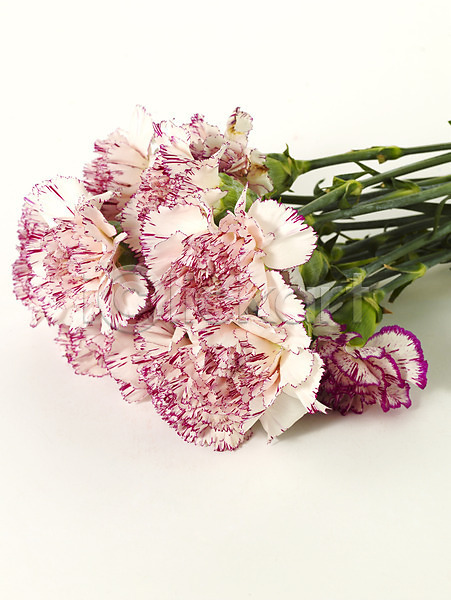 감사 사람없음 JPG 포토 기념 꽃 꽃다발 봄 선물 스튜디오촬영 식물 여러송이 카네이션