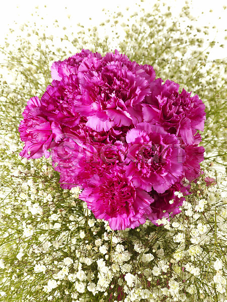 감사 사람없음 JPG 포토 기념 꽃 꽃다발 봄 선물 스튜디오촬영 식물 안개꽃 여러송이 카네이션