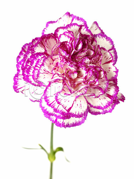 감사 사람없음 JPG 근접촬영 포토 기념 꽃 누끼 봄 선물 스튜디오촬영 식물 카네이션 한송이
