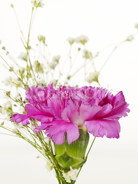 감사 사람없음 JPG 근접촬영 포토 기념 꽃 봄 선물 스튜디오촬영 식물 안개꽃 카네이션