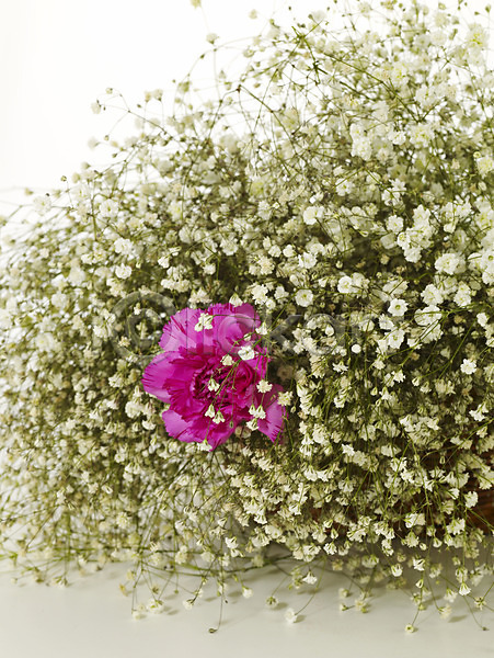 감사 사람없음 JPG 포토 기념 꽃 꽃다발 봄 선물 스튜디오촬영 식물 안개꽃 여러송이 카네이션 한송이
