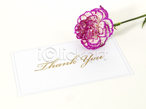 감사 사람없음 JPG 포토 기념 꽃 누끼 문구용품 봄 선물 스튜디오촬영 식물 카네이션 카드(감사) 한송이