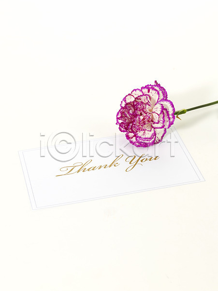 감사 사람없음 JPG 포토 기념 꽃 문구용품 봄 선물 스튜디오촬영 식물 카네이션 카드(감사) 한송이