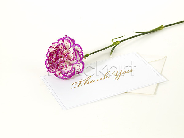 감사 사람없음 JPG 포토 기념 꽃 누끼 문구용품 봄 선물 스튜디오촬영 식물 카네이션 카드(감사) 한송이
