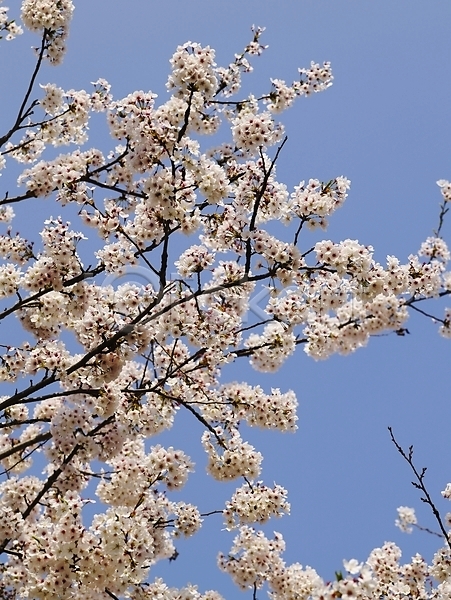 사람없음 JPG 포토 계절 꽃 나무 나뭇가지 백그라운드 벚꽃 벚나무 봄 봄꽃 봄풍경 사계절 식물 야외 자연 장미 풍경(경치)