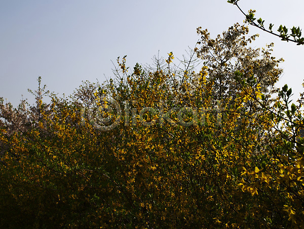 사람없음 JPG 포토 개나리 계절 꽃 백그라운드 벚꽃 봄 봄꽃 봄풍경 사계절 식물 야외 자연 장미 풍경(경치)