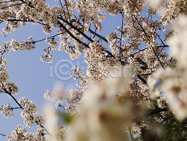사람없음 JPG 근접촬영 포토 계절 꽃 나무 나뭇가지 백그라운드 벚꽃 벚나무 봄 봄꽃 봄풍경 사계절 식물 야외 자연 장미 풍경(경치)