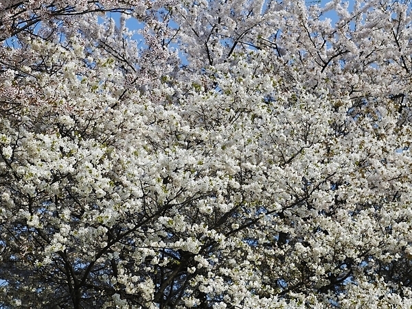 사람없음 JPG 포토 계절 꽃 나무 나뭇가지 배경화면 백그라운드 벚꽃 벚나무 봄 봄꽃 봄풍경 사계절 식물 야외 자연 장미 풍경(경치)