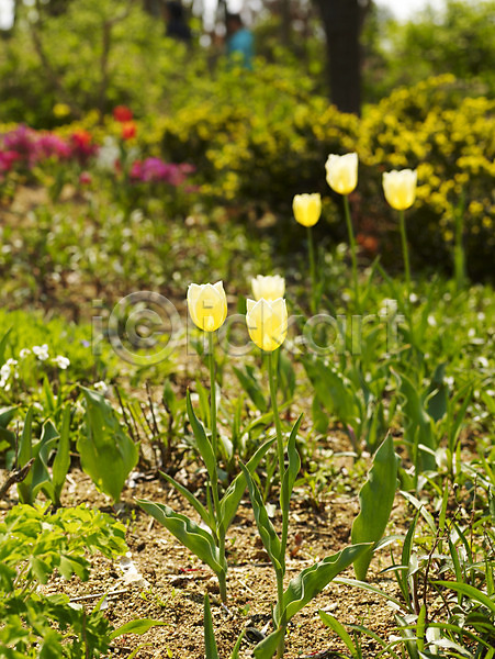 사람없음 JPG 포토 계절 꽃 꽃밭 백그라운드 봄 봄꽃 봄풍경 사계절 수목원 식물 식물원 야외 여러송이 자연 튤립 흰색