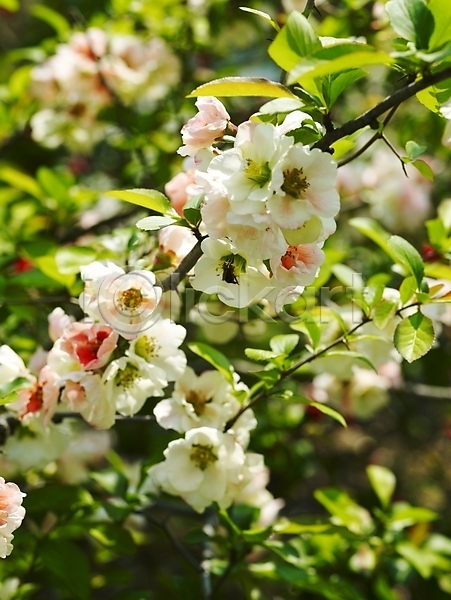 사람없음 JPG 포토 계절 꽃 꽃나무 나무 명자꽃 명자나무 백그라운드 봄 봄꽃 봄풍경 사계절 수목원 식물 식물원 야외 자연 흰색