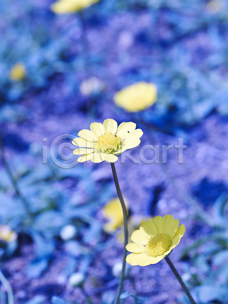 사람없음 JPG 근접촬영 포토 계절 꽃 노란색 들꽃 백그라운드 봄 봄꽃 봄풍경 사계절 수목원 식물 식물원 야외 자연