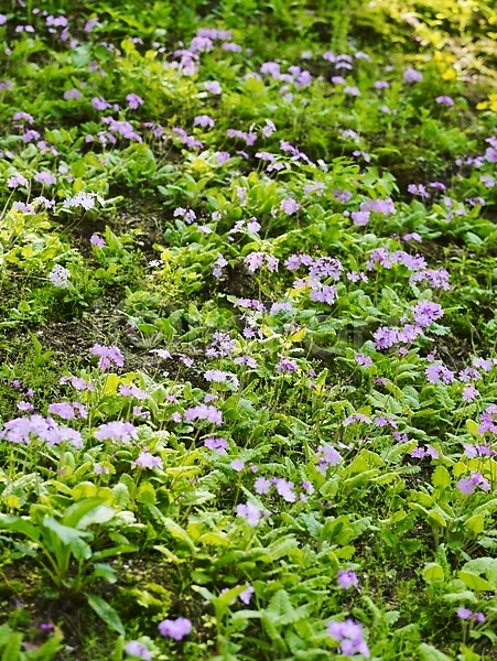 사람없음 JPG 포토 계절 꽃 꽃밭 백그라운드 보라색 봄 봄꽃 봄풍경 사계절 수목원 식물 식물원 앵초 야외 자연