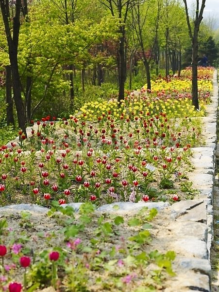 사람없음 JPG 포토 계절 꽃 꽃밭 배경화면 백그라운드 봄 봄꽃 봄풍경 사계절 수목원 식물 식물원 야외 자연 튤립 풍경(경치)