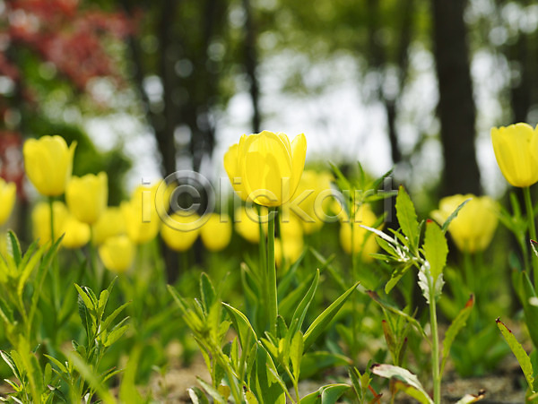 사람없음 JPG 근접촬영 포토 계절 꽃 꽃밭 노란색 배경화면 백그라운드 봄 봄꽃 봄풍경 사계절 수목원 식물 식물원 야외 자연 튤립