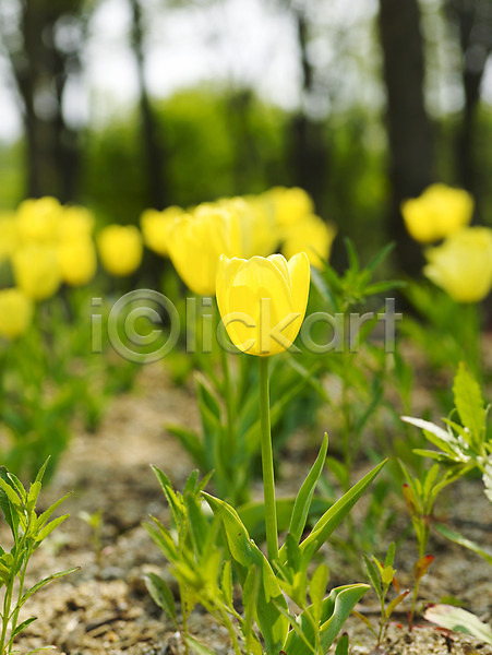사람없음 JPG 근접촬영 포토 계절 꽃 꽃밭 노란색 백그라운드 봄 봄꽃 봄풍경 사계절 수목원 식물 식물원 야외 자연 튤립
