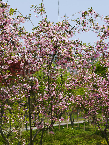 사람없음 JPG 포토 계절 꽃 나무 백그라운드 벚꽃 벚나무 봄 봄꽃 봄풍경 사계절 수목원 식물 식물원 야외 자연 풍경(경치)