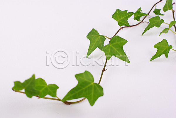 신선 사람없음 JPG 포토 덩굴 모던 백그라운드 스튜디오촬영 식물 아이비 연두색 웰빙 잎 자연친화적 초록색 친환경 풀(식물)