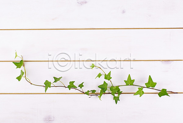 신선 사람없음 JPG 포토 덩굴 모던 백그라운드 스튜디오촬영 식물 아이비 연두색 웰빙 잎 자연친화적 초록색 친환경 패널