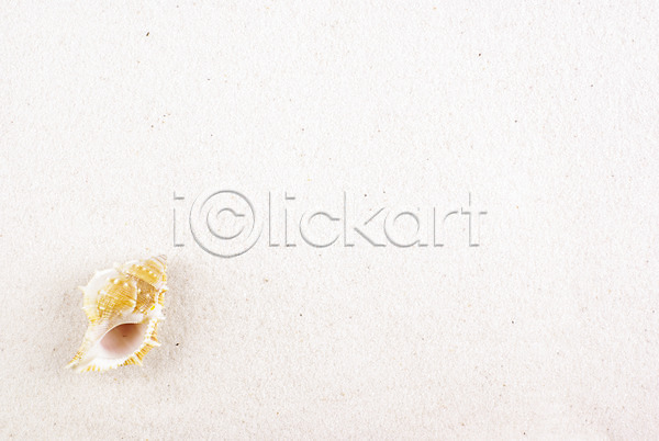사람없음 JPG 포토 누끼 모래사장 배경화면 백그라운드 소라 여름(계절) 연체동물 자연 해변