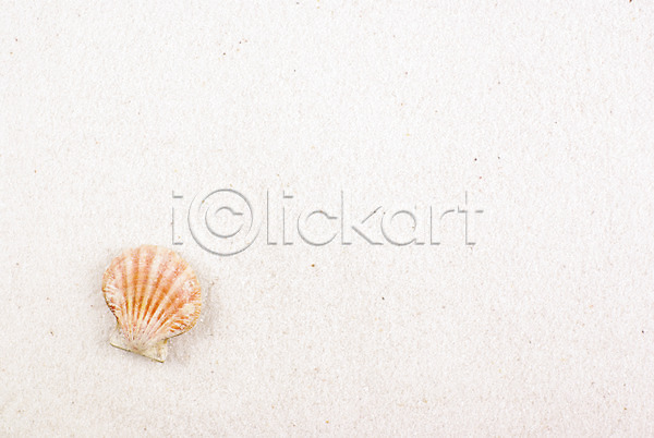 사람없음 JPG 포토 누끼 모래사장 배경화면 백그라운드 여름(계절) 연체동물 자연 조개 조개껍데기 해변