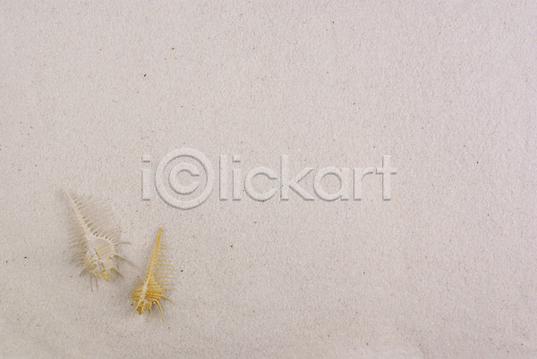 사람없음 JPG 포토 누끼 모래사장 배경화면 백그라운드 소라 여름(계절) 연체동물 자연 해변