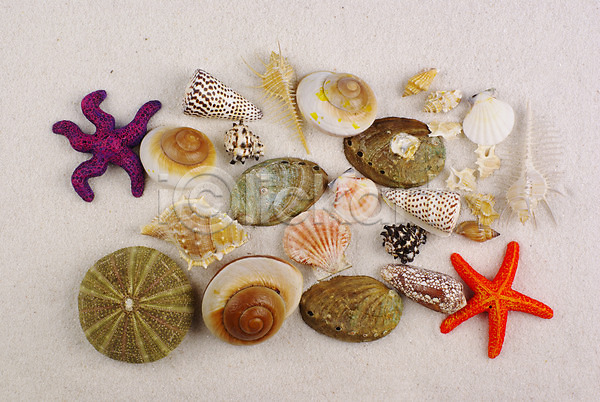 사람없음 JPG 포토 모래사장 배경화면 백그라운드 불가사리 소라 여름(계절) 연체동물 자연 조개 조개껍데기 해변