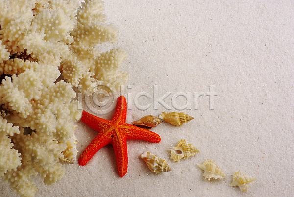 사람없음 JPG 포토 모래사장 배경화면 백그라운드 불가사리 산호 소라 여름(계절) 자연 자포동물 조개 조개껍데기 해변