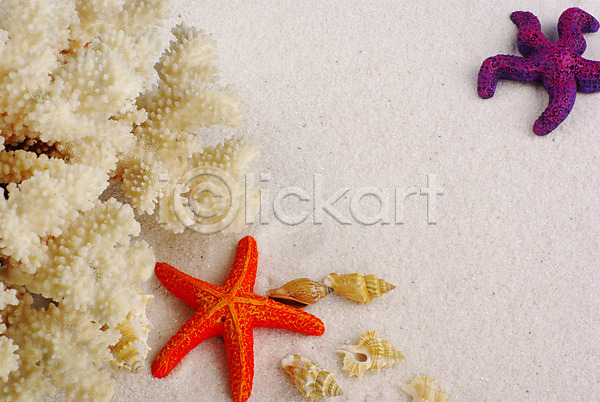 사람없음 JPG 포토 모래사장 배경화면 백그라운드 불가사리 산호 소라 여름(계절) 자연 자포동물 해변