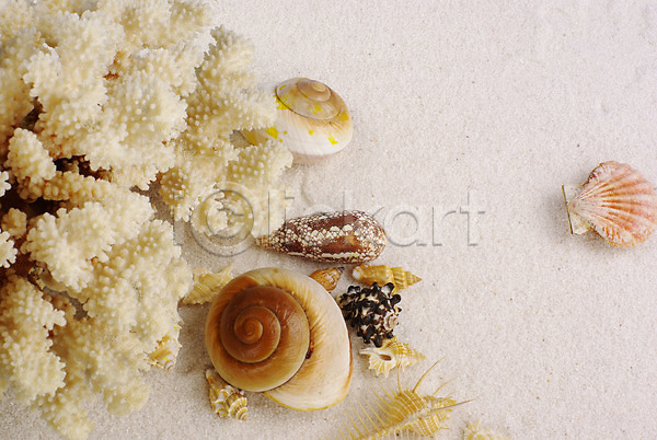 사람없음 JPG 포토 모래사장 배경화면 백그라운드 산호 소라 여름(계절) 자연 자포동물 조개 조개껍데기 해변