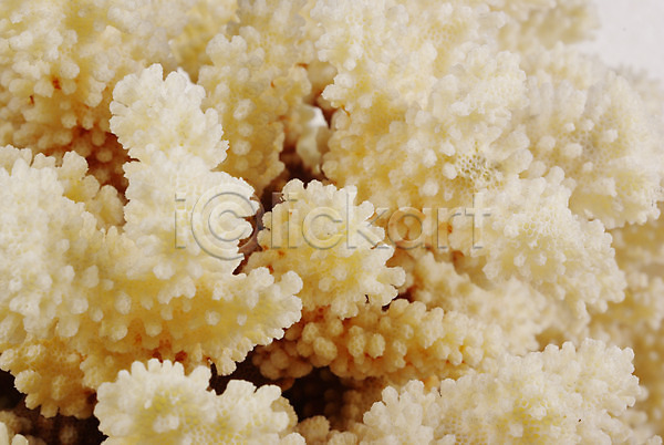 사람없음 JPG 근접촬영 포토 모래사장 배경화면 백그라운드 산호 여름(계절) 자포동물
