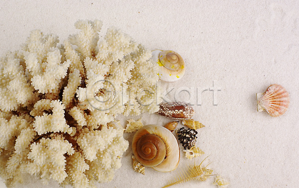 사람없음 JPG 포토 모래사장 배경화면 백그라운드 산호 소라 여름(계절) 자연 자포동물 조개 조개껍데기 해변