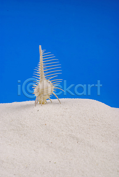 사람없음 JPG 포토 맑음 모래사장 모래언덕 백그라운드 소라 여름(계절) 연체동물 자연 파란색 하늘 해변