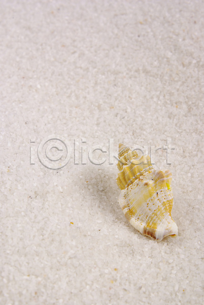 사람없음 JPG 포토 누끼 모래사장 백그라운드 소라 여름(계절) 연체동물 자연 해변