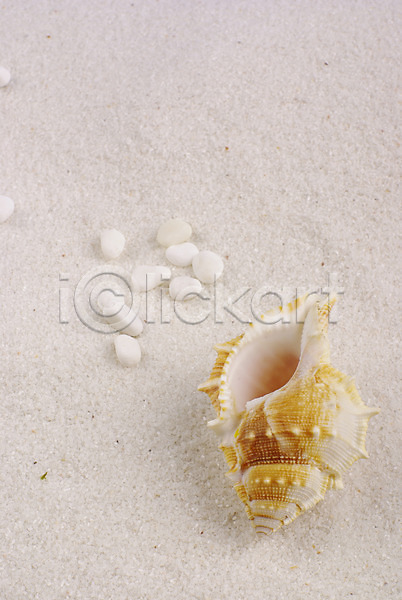 사람없음 JPG 포토 누끼 돌(바위) 모래사장 배경화면 백그라운드 소라 여름(계절) 연체동물 자연 조약돌 해변