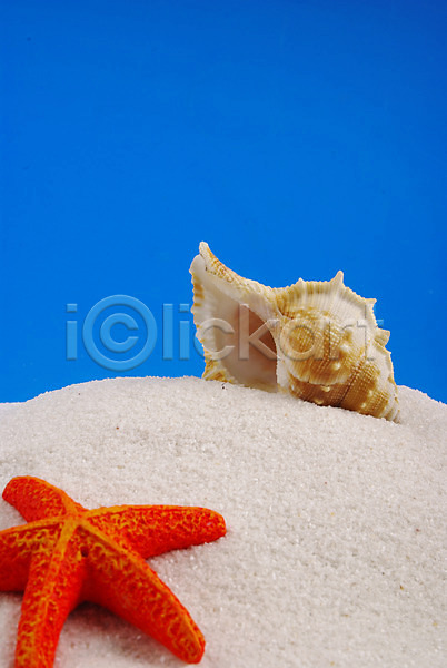 사람없음 JPG 포토 극피동물 맑음 모래사장 모래언덕 백그라운드 불가사리 소라 여름(계절) 자연 조개 조개껍데기 파란색 하늘 해변