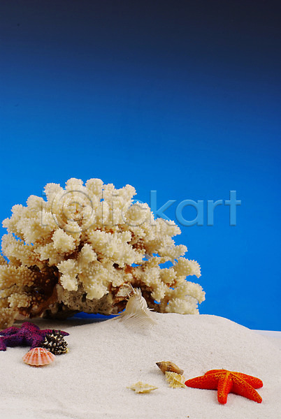 사람없음 JPG 포토 맑음 모래사장 모래언덕 배경화면 백그라운드 불가사리 산호 소라 여름(계절) 자연 자포동물 조개 조개껍데기 파란색 하늘 해변
