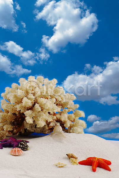 사람없음 JPG 포토 구름(자연) 맑음 모래사장 모래언덕 뭉게구름 백그라운드 불가사리 산호 소라 야외 여름(계절) 자연 자포동물 조개 조개껍데기 파란색 하늘 해변