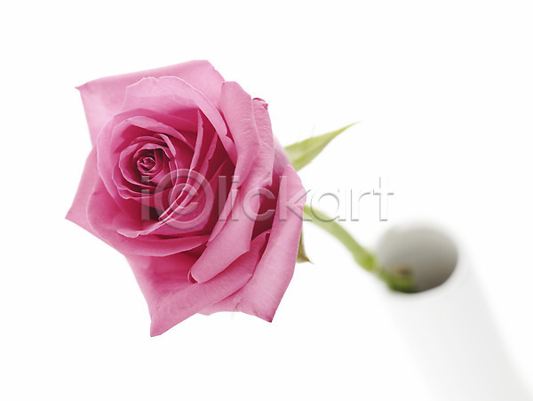 사람없음 JPG 근접촬영 포토 꽃 꽃꽂이 꽃병 누끼 백그라운드 분홍색 식물 장미 한송이