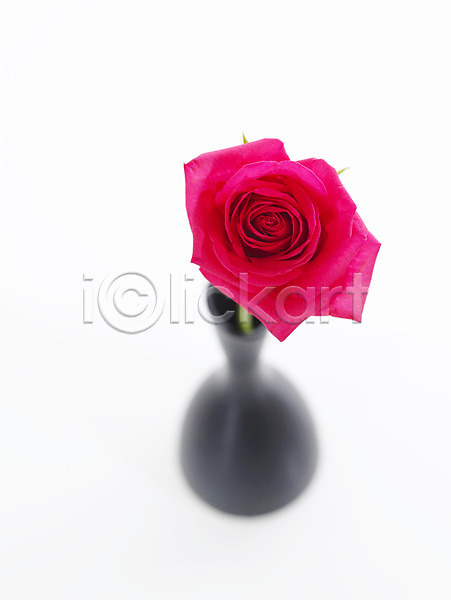 사람없음 JPG 근접촬영 포토 꽃 꽃꽂이 꽃병 누끼 백그라운드 빨간색 식물 장미 진홍색 한송이