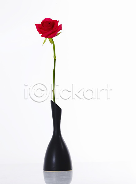 사람없음 JPG 포토 꽃 꽃꽂이 꽃병 누끼 백그라운드 빨간색 식물 장미 한송이